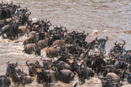 Blue Wildebeest crossing the Mara River to Serengeti, Tanzania.