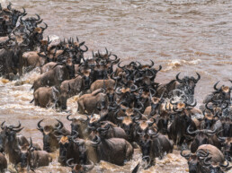 Blue Wildebeest crossing the Mara River to Serengeti, Tanzania.