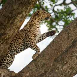 A leoprad jumping higher in the fork of a tree. Serengeti, Tanzania.