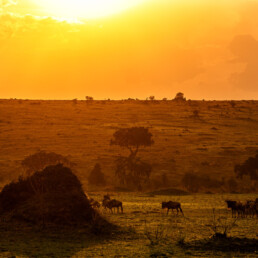 Sunset in the Serengeti.