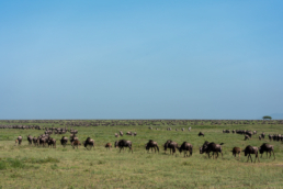 The Great Migration Calving Season in Ndutu Serengeti, Tanzania.