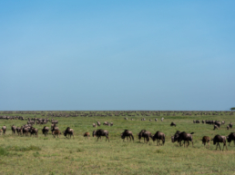The Great Migration Calving Season in Ndutu Serengeti, Tanzania.