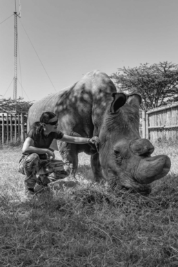 Piritta and Sudan, the last male northern white rhino in Ol Pejeta Conservancy in Kenya, 2016.